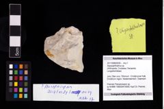 Foto (Objekt + Etikett) von Abyssophthalmus sp.  (NHMW-GEO-2017-0089-0039)